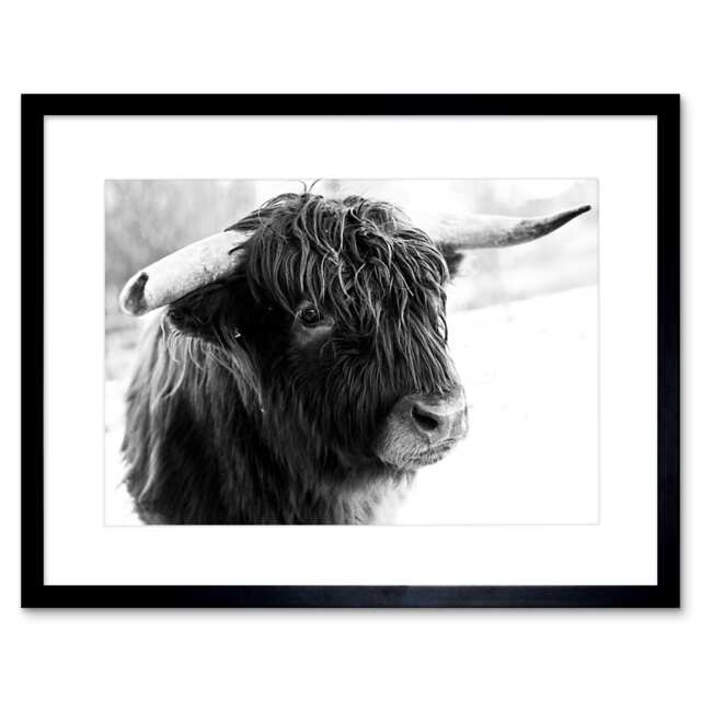Photo Composition Animal Livestock Highland Cow Bull Framed Wall Art Print
