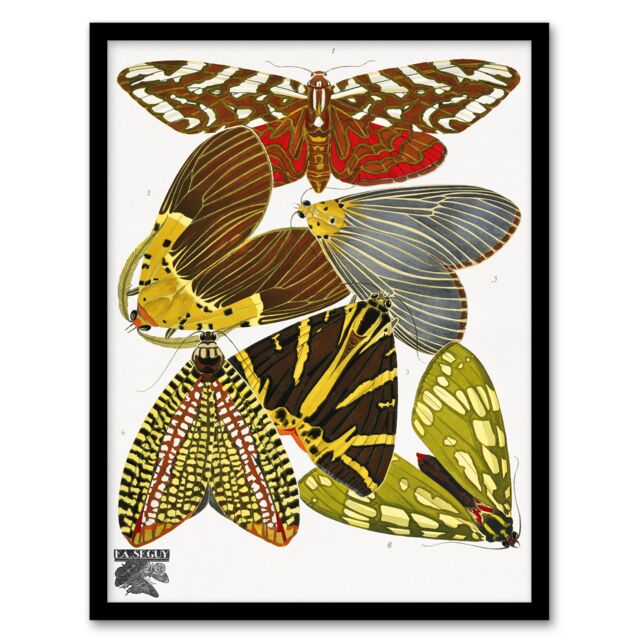 Eugene Seguy Framed Wall Art Print Vintage Butterfly Illustration Home Décor