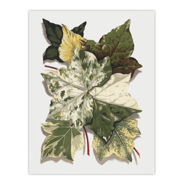 Various Ivy Leaves Watercolor Painting Hibberd Wall Art Poster Print