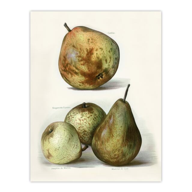 Pear Varieties Vintage Fruit Illustration Wright Huge Wall Art Print 18X24 In