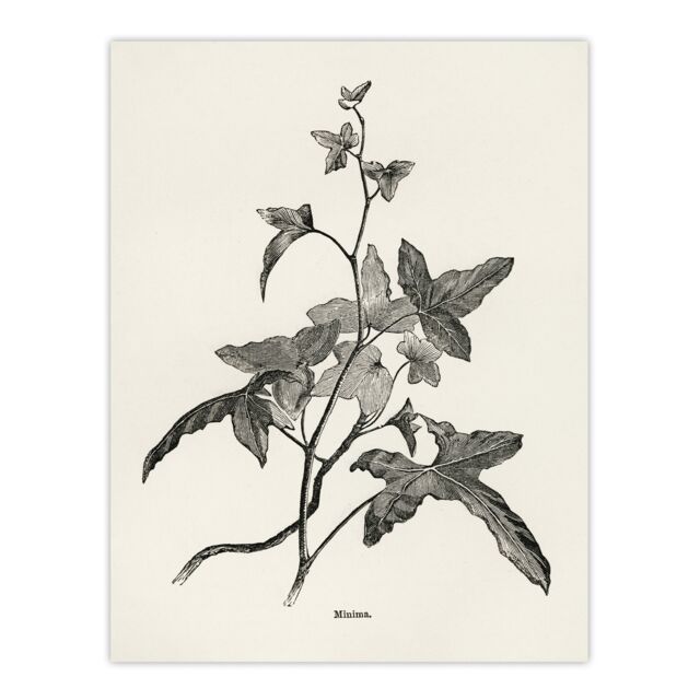 Vintage Botanical Minima Ivy Shirley Hibberd Huge Wall Art Poster Print