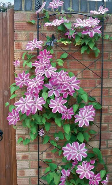 Regent Wall Trellis Bare Metal - Ready to Rust - Steel - L52 x W1 x H164 cm