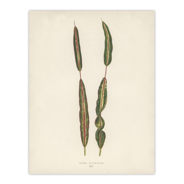 Vintage Botanical Croton Interruptum Leaf Fawcett Wall Art Poster Print