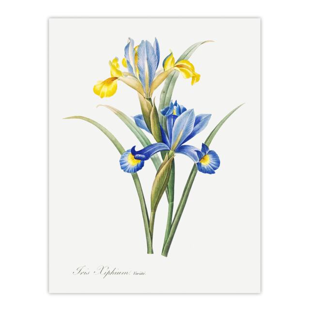 "Spanish iris Botanical Redoute Vintage Wall Art Poster Print 12X16"""