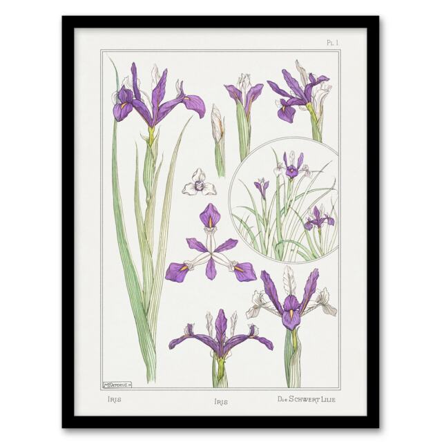 "Purple Iris Flower Vintage Floral Framed Wall Art Print Verneuil 12x16"""