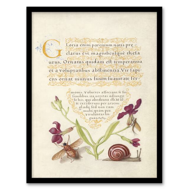 Model Book of Calligraphy Framed Wall Art Gillyflower Fly Mayfly and Snail