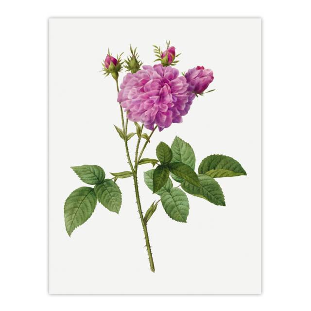 "Agatha Rose Floral Redoute Vintage Huge Wall Art Poster Print 24X32"""