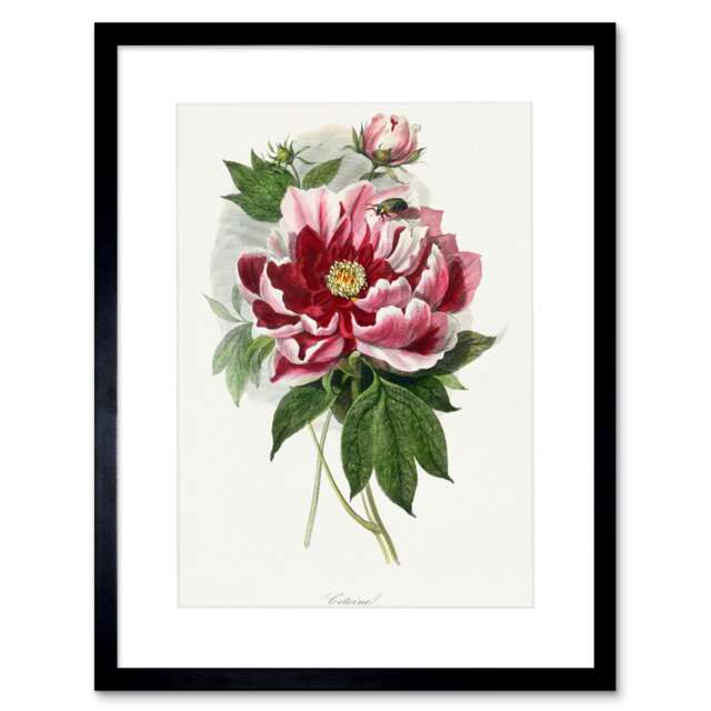 Pink Red Peony Bloom Flowers Floral Classic Pretty Framed Wall Art Print
