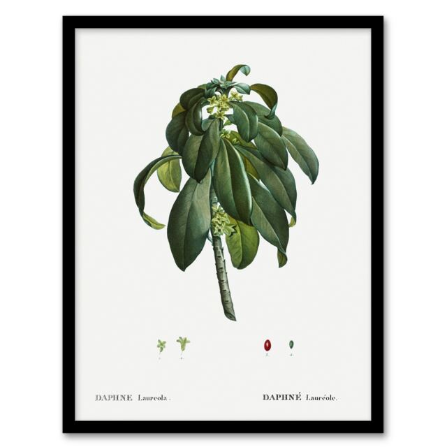 "Spurge Laurel Botanical Redoute Vintage Framed Wall Art Print 12X16"""