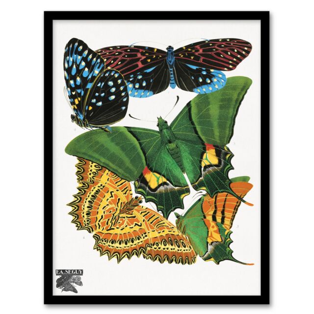 Eugene Seguy Framed Wall Art Vintage Vibrant Butterflies Papillons Home Décor