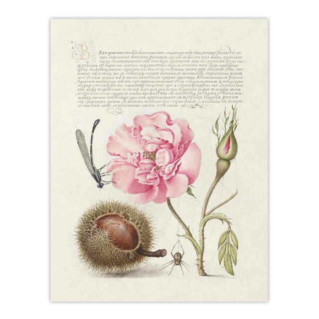 "Damselfly Rose Chestnut Spider Calligraphy Huge Wall Art Poster Print 24X32"""