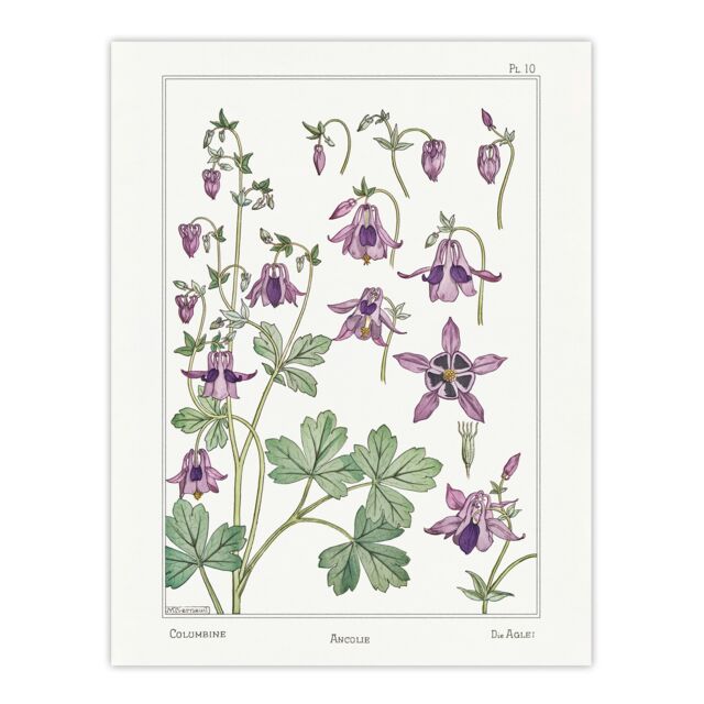 "Columbine Aquilegia Flower Vintage Wall Art Print Verneuil 24x32"""