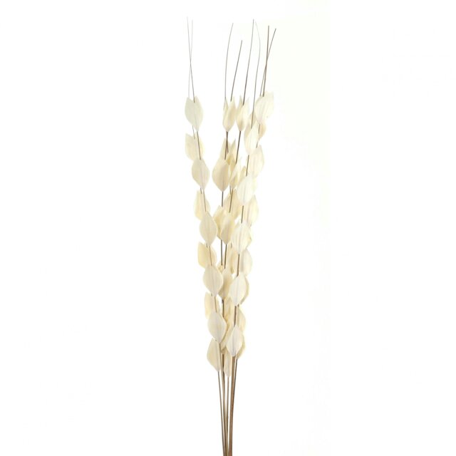 Hill Interiors Bouquet Of Dried Thlaspi Arvense Artificial Flower - White - One Size