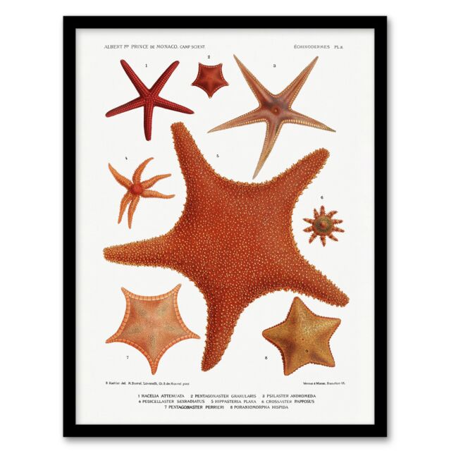 "Starfish Varieties Marine Life Albert I Framed Wall Art Print 12X16"""