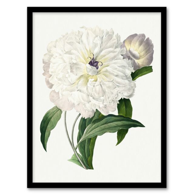 "Peony Flower Illustration Redoute Vintage Framed Wall Art Print 12X16"""