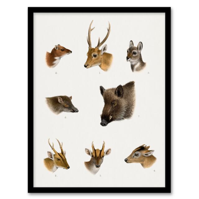 "Wildlife Animals Vintage Illustration Lydekker Framed Wall Art Print 12X16"""