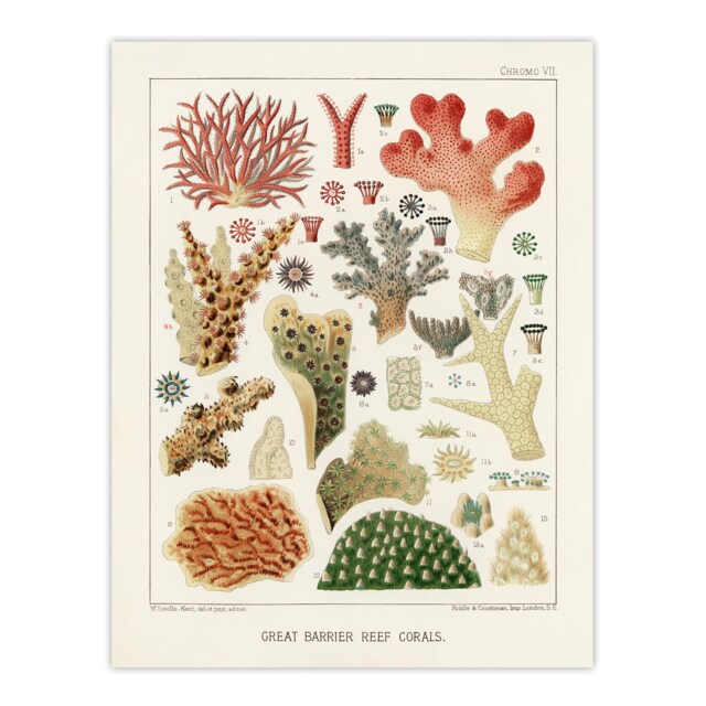 "Great Barrier Reef of Australia Corals Kent Huge Wall Art Poster Print 24X32"""
