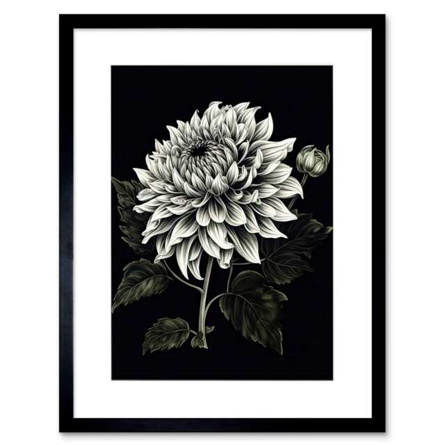 "Elegant White Black Dahlia Flower Bloom 9x7"" Black Framed Wall Art Print"