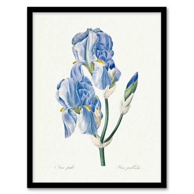 "Iris Pallida Botanical Redoute Vintage Framed Wall Art Print 12X16"""
