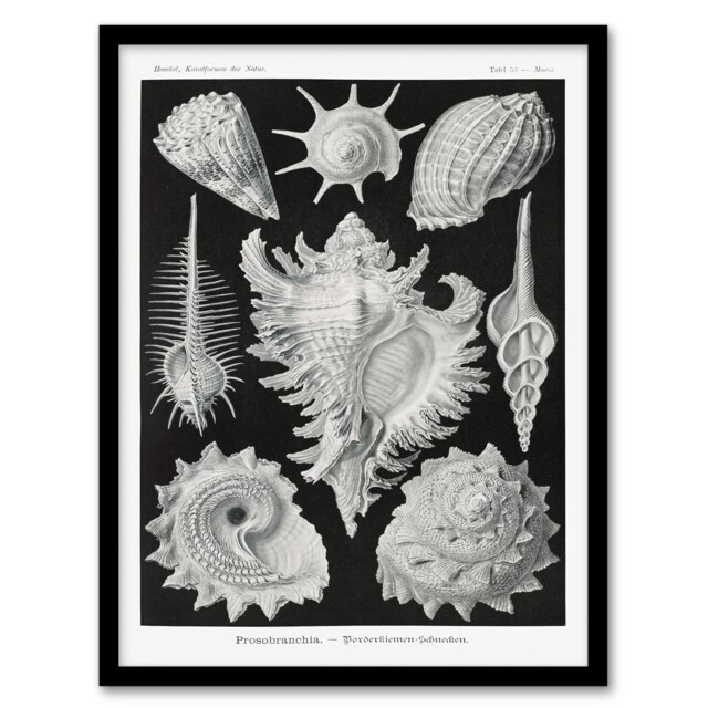 Ernst Haeckel Framed Wall Art Sea Snail Shells Vintage Illustration Home Décor