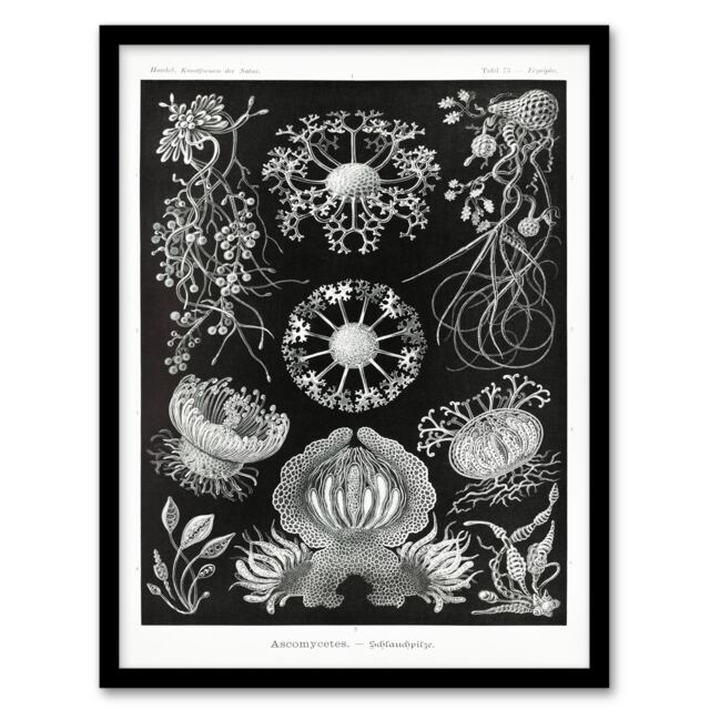 Ernst Haeckel Framed Wall Art Print Ascomycetes Fungi Species Vintage Home Décor