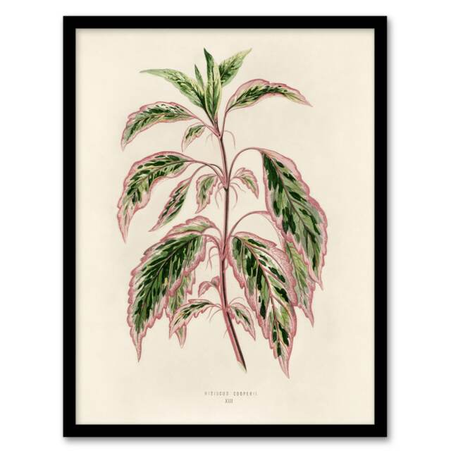 "Vintage Botanical Rose Mallow Fawcett Framed Wall Art Print 12X16"""
