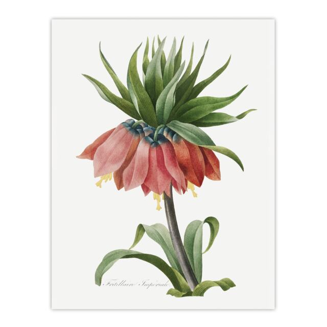 "Crown Imperial Flower Redoute Vintage Wall Art Poster Print 12X16"""