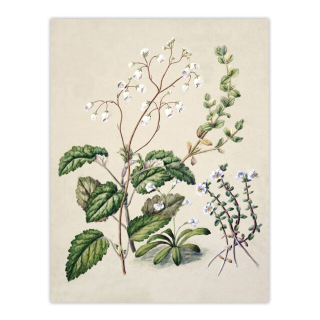 "New Zealand Swamp Mazus Flowering Plant Featon Huge Wall Art Poster Print 24X32"""
