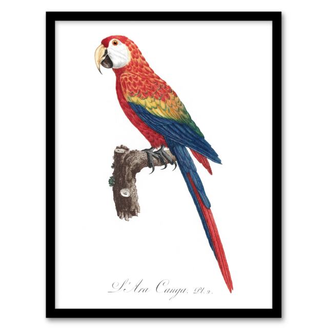 "Scarlet Macaw Parrot Francois Levaillant Framed Wall Art Print 12X16"""