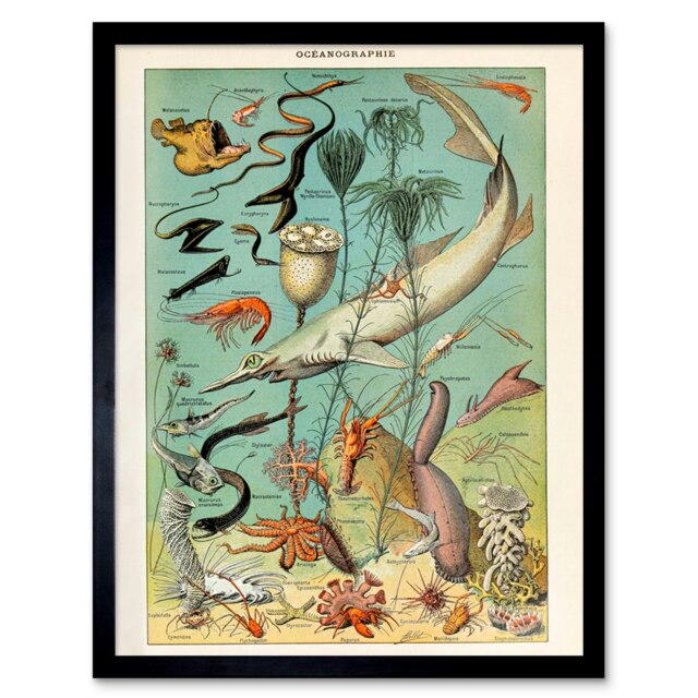 "Millot Encyclopedia Page Ocean Fish Shark 12x16"" Framed Wall Art Print"