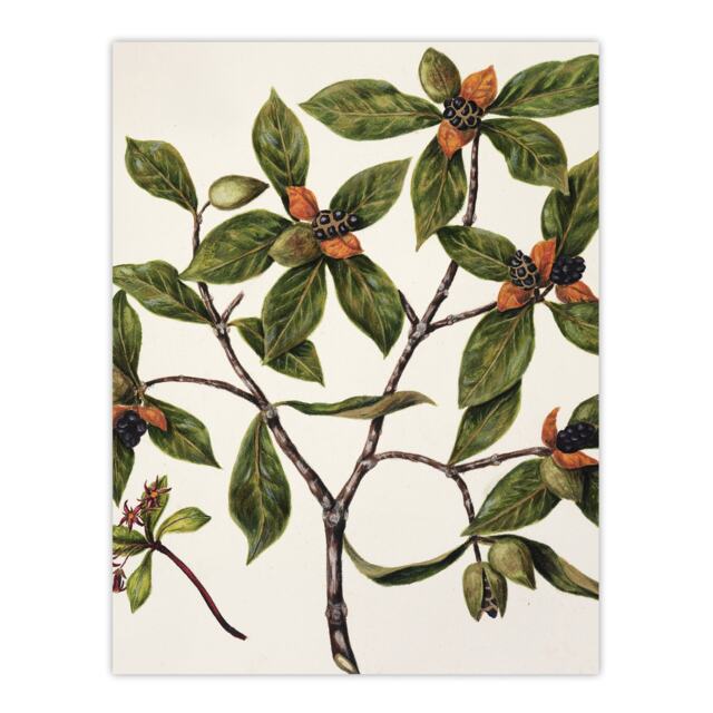 "New Zealand Tawhiri Karo Plant Artwork Featon Wall Art Poster Print 12X16"""