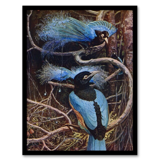 "Blue Bird of Paradise Sir Henry Johnston Vintage Framed Wall Art Print 12X16"""