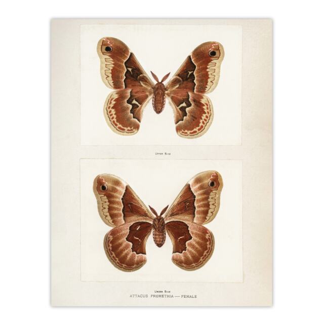 "Promethea Silkmoth Female Sherman Denton Wall Art Poster Print 12X16"""