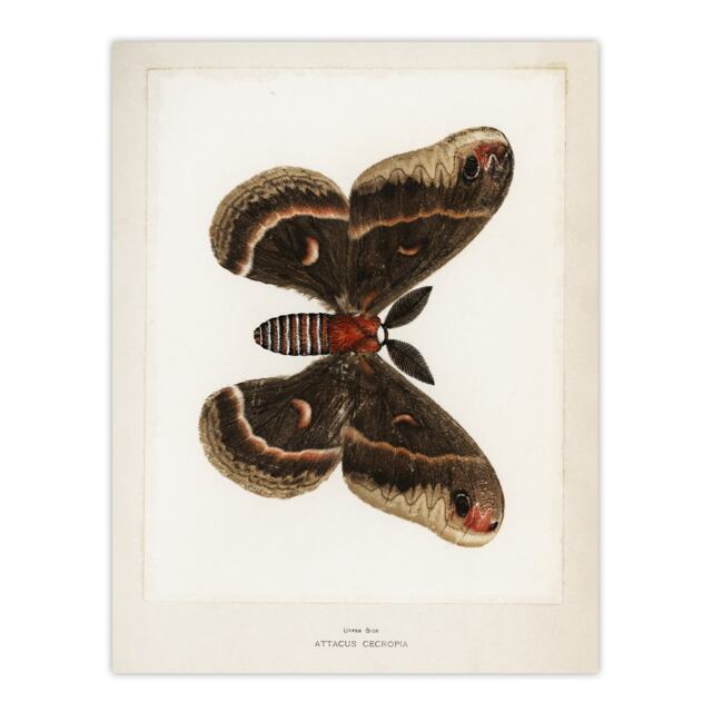 "Cecropia Moth Vintage Illustration Denton Wall Art Poster Print 12X16"""