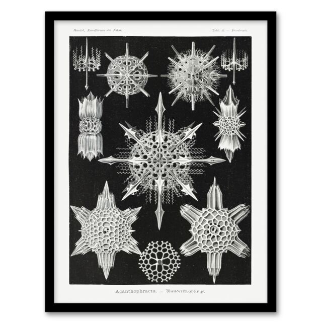 "Marine sea ocean Life in B&W Haeckel Framed Wall Art Print 12X16"""