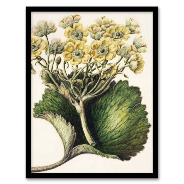 "New Zealand Korikori Buttercup Flower Featon Framed Wall Art Print 12X16"""