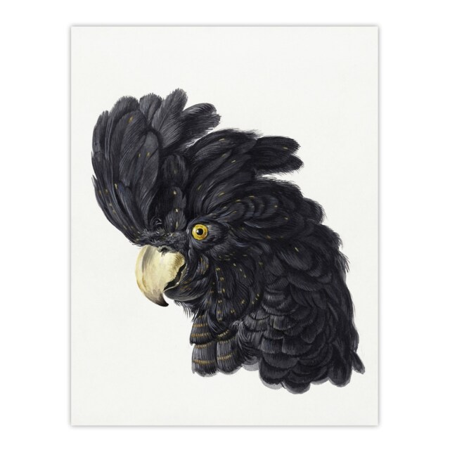"Head of a Black Cockatoo Watercolour Schouman Wall Art Poster Print 12X16"""