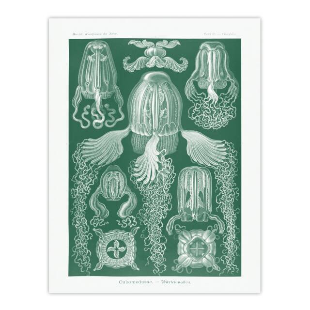 "Cubomedusae Jellyfish Species Haeckel Botanical Huge Wall Art Poster 24X32"""