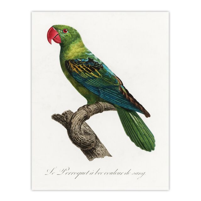 "The Great Billed Parrot Francois Levaillant Huge Wall Art Poster Print 24X32"""