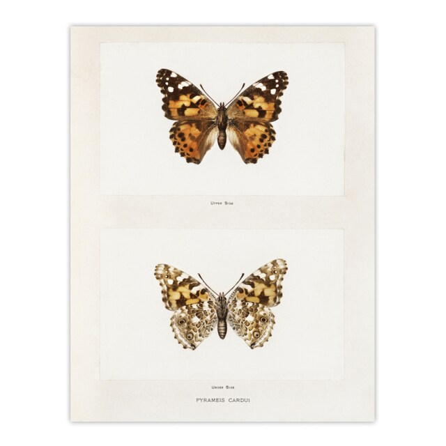 "Painted Lady Butterfly Vintage Artwork Denton Huge Wall Art Poster Print 24X32"""