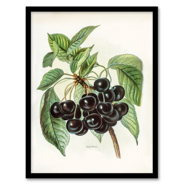 John Wright Framed Wall Art Vintage Illustration of Early Rivers Cherries