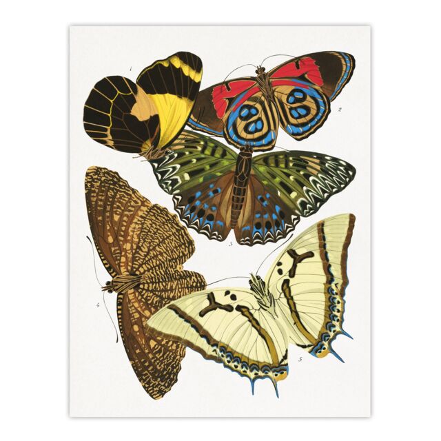 "Butterflies Papillons Vintage Wall Art Print Eugene Seguy 18x24"""