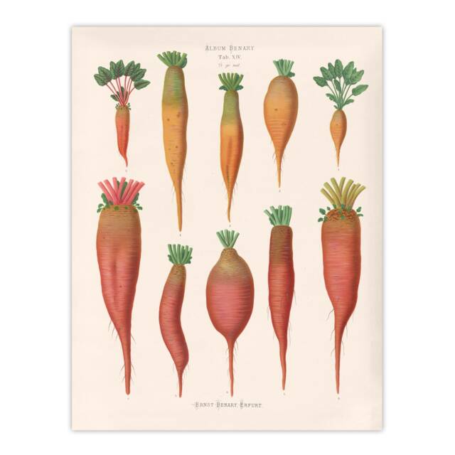 "Mangold Wurzels Field Beet Ernst Benary Huge Wall Art Poster Print 24X32"""