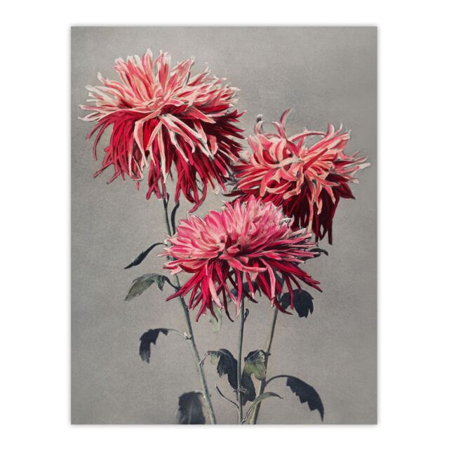 "Pink Chrysanthemum Flowers Vintage Japan Wall Art Print Kazumasa 12x16"""