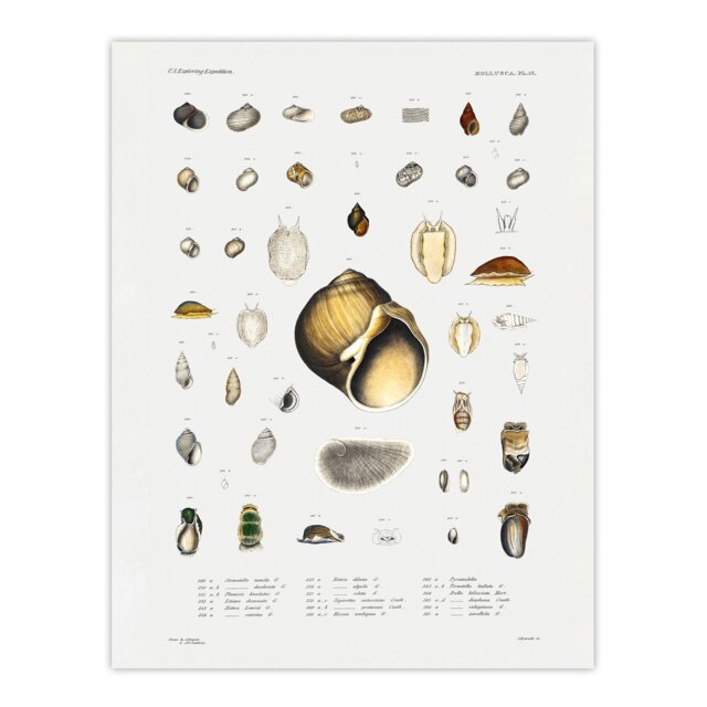 "Sea snail varieties set Augustus Gould Huge Wall Art Poster Print 24X32"""