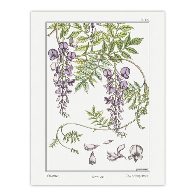 "Wisteria Flower Vintage Floral Wall Art Print Verneuil 12x16"""