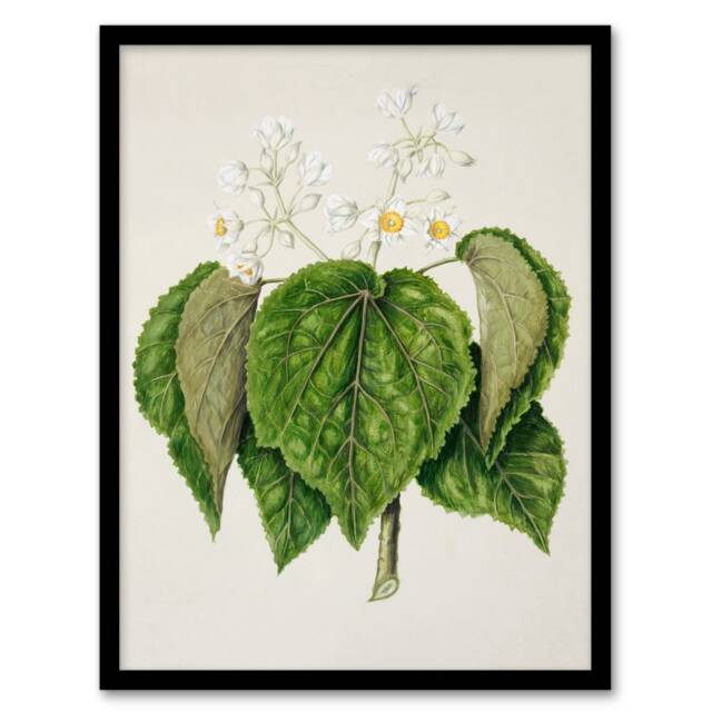 Sarah Featon Framed Wall Art Print New Zealand Whau Cork Tree Flowers Home Décor