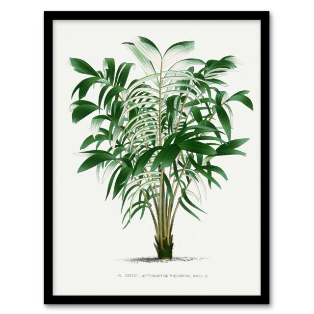 Oswald de Kerchove Framed Wall Art Astrocaryum Murumuru Palm Tree Home Décor