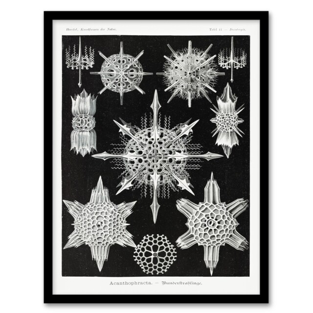 Ernst Haeckel Framed Wall Art Acanthophracta Black White Marine Life Home Décor