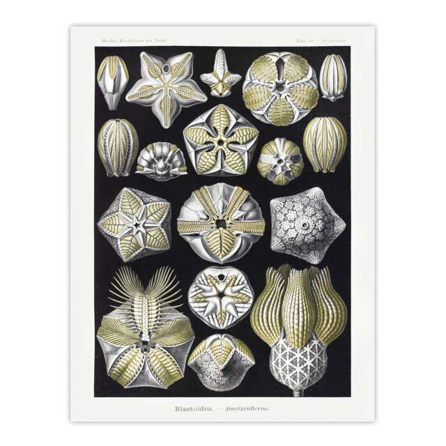 Blastoid Sea Buds Urchins Haeckel Botanical Huge Wall Art Print 18X24 In